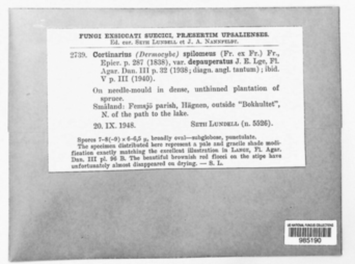 Cortinariaceae image